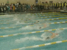 Boys 50 Yard Freestyle at the HCC Swim Meet